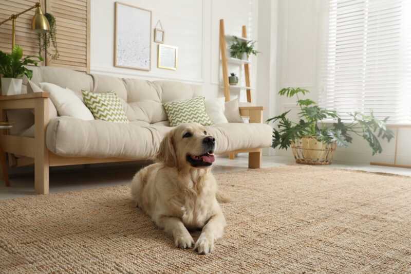 Golden dans le salon